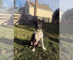 Small #1 American Pit Bull Terrier