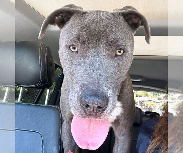 Medium Photo #8 Labrador Retriever-Staffordshire Bull Terrier Mix Puppy For Sale in San Juan Capistrano, CA, USA