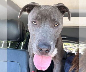 Scottie - Male Labrador Retriever-Staffordshire Bull Terrier Mix Dog for Adoption - Photo #8