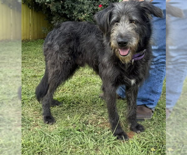 Medium Photo #6 Irish Wolfhound-Poodle (Standard) Mix Puppy For Sale in Newfoundland, PA, USA
