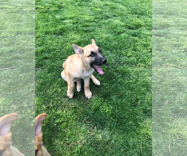 Medium Photo #8 German Shepherd Dog Puppy For Sale in San Bernardino , CA, USA