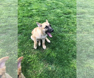 Leia - Female German Shepherd Dog Dog for Adoption - Photo #8