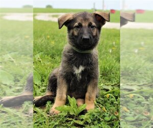 German Shepherd Dog Puppy for Sale in HOLDEN, Missouri USA