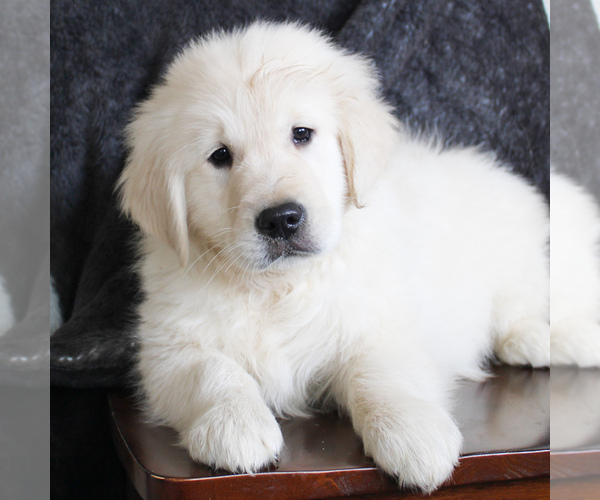 Medium Photo #4 English Cream Golden Retriever Puppy For Sale in MANHEIM, PA, USA