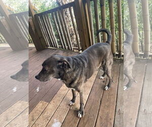 Jackson *FOSTER NEEDED TOO! - Male Retriever -Unknown Mix Dog for Adoption - Photo #5