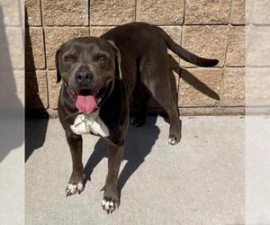 Mutt Dogs for adoption in Tulsa, OK, USA