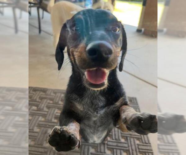 Medium Photo #2 Dachshund Puppy For Sale in Los Angeles, CA, USA