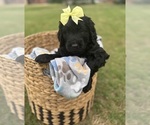Puppy Cinderella Goldendoodle