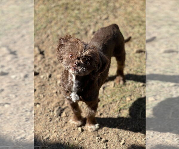 Medium Photo #2 Shih Tzu-Unknown Mix Puppy For Sale in Pacolet, SC, USA
