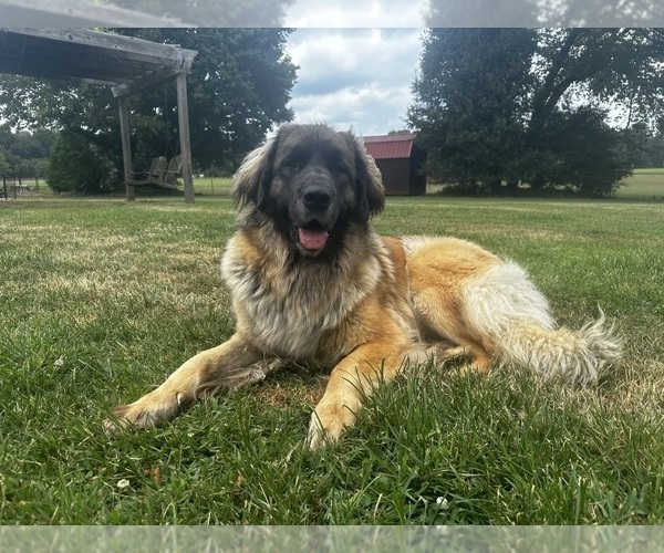 Medium Photo #1 Leonberger Puppy For Sale in MANCHESTER, TN, USA