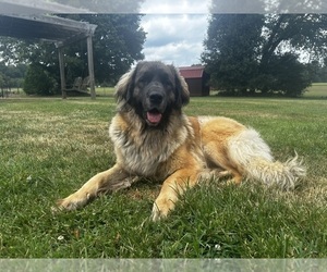 Mother of the Leonberger puppies born on 09/13/2025