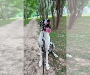 Great Dane Dogs for adoption in Bullard, TX, USA