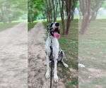 Small Great Dane