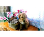 Puppy Smarty Goldendoodle (Miniature)