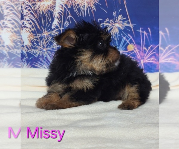 Medium Photo #2 Yorkshire Terrier Puppy For Sale in AZLE, TX, USA