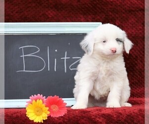 Cock-A-Poo-Pomsky Mix Puppy for sale in FREDERICKSBG, OH, USA