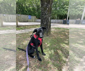 Labrador Retriever-Unknown Mix Dogs for adoption in Mobile, AL, USA