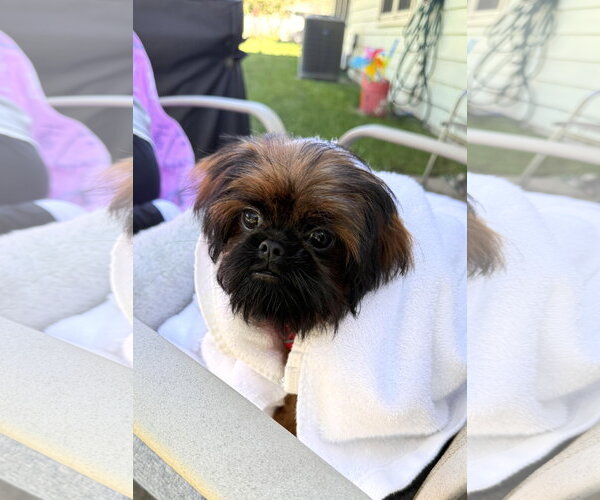 Medium Photo #1 Shih Tzu Puppy For Sale in Wheaton, IL, USA