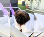 Cookie the Shiffon - Male Shih Tzu Dog for Adoption - Small photo