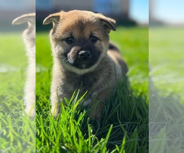Medium Photo #6 Shiba Inu Puppy For Sale in COLORADO SPRINGS, CO, USA