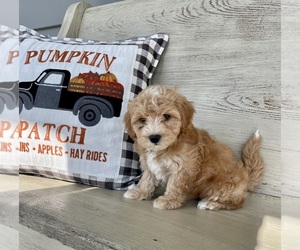 Maltipoo Puppy for sale in POWELL, TN, USA