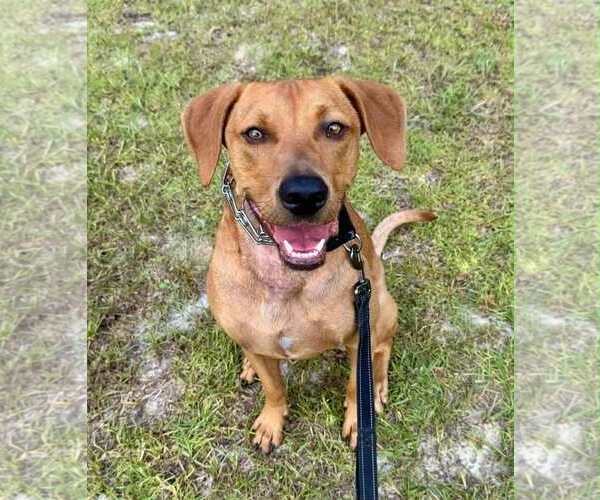 Medium Photo #2 Mutt Puppy For Sale in Holly Springs, NC, USA