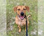 Small #1 Mutt