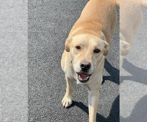 Labrador Retriever-Unknown Mix Dogs for adoption in San Antonio, TX, USA