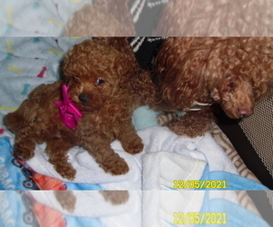 Poodle (Toy) Puppy for sale in DULUTH, GA, USA
