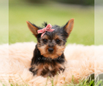 Small #4 Yorkshire Terrier