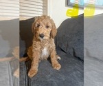 Small #1 Goldendoodle