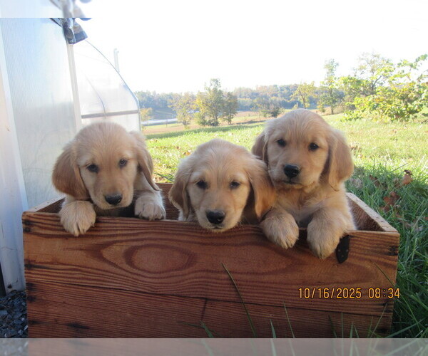 Medium Photo #4 Golden Retriever Puppy For Sale in SINGERS GLEN, VA, USA