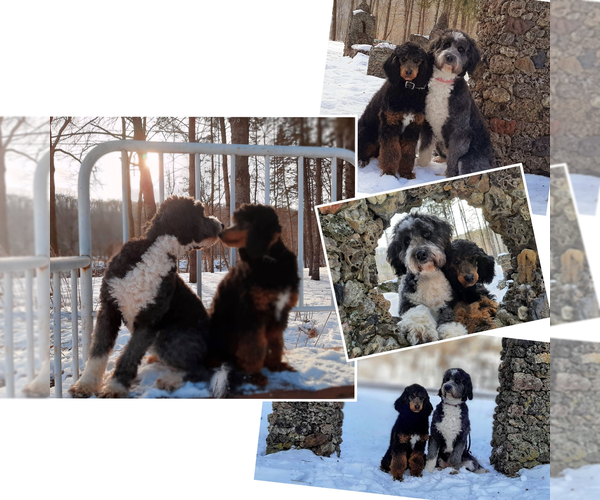 Medium Photo #3 Poodle (Standard) Puppy For Sale in MILLVILLE, MN, USA