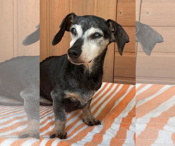 Medium Photo #2 Dachshund Puppy For Sale in Tampa, FL, USA