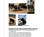 little cows - Female Australian Cattle Dog-Border Collie Mix Puppy for Sale - Small photo