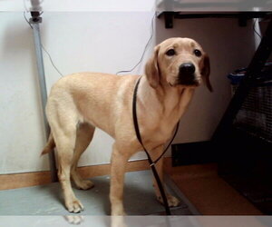 Labrador Retriever-Unknown Mix Dogs for adoption in Martinez, CA, USA