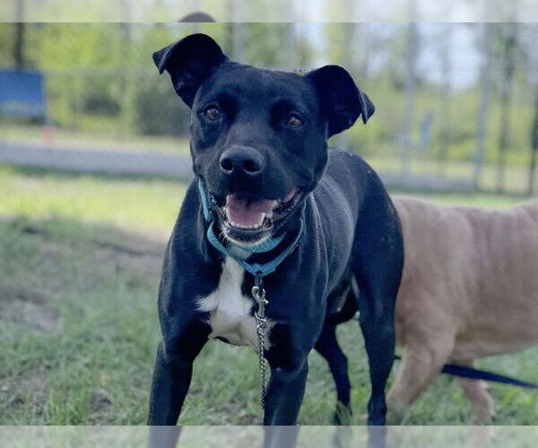 Medium Photo #1 Lab-Pointer Puppy For Sale in Tavares, FL, USA