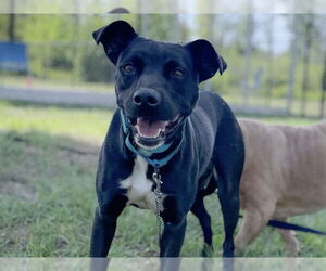 Lab-Pointer Dogs for adoption in Tavares, FL, USA