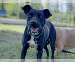 Small Lab-Pointer