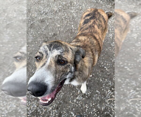 Medium Photo #6 Mutt Puppy For Sale in Elmsford, NY, USA