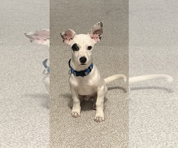 Medium Photo #2 Chihuahua-Unknown Mix Puppy For Sale in St. Louis Park, MN, USA