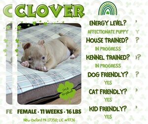 American Bulldog-Unknown Mix Dogs for adoption in New Oxford , PA, USA