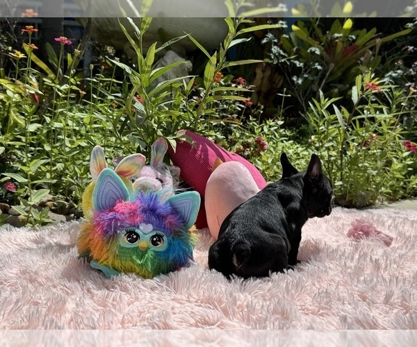 Medium Photo #10 French Bulldog Puppy For Sale in LEHIGH ACRES, FL, USA