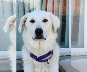Noel - Female - Mix Dog for Adoption