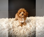 Small #2 Cavapoo