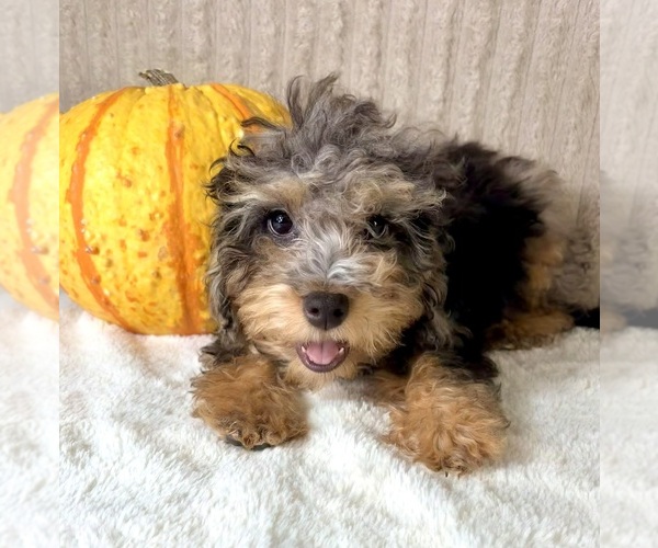 Medium Photo #3 Bernedoodle (Miniature) (+ Poodle Miniature) Puppy For Sale in INDIANAPOLIS, IN, USA