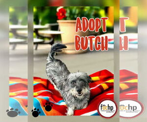 Dachshund Dogs for adoption in Menifee, CA, USA
