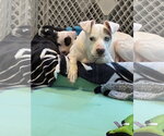 Small Photo #7 Mutt Puppy For Sale in Holly Springs, NC, USA
