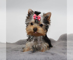 Small #2 Yorkshire Terrier