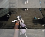 Small #8 Boston Terrier
